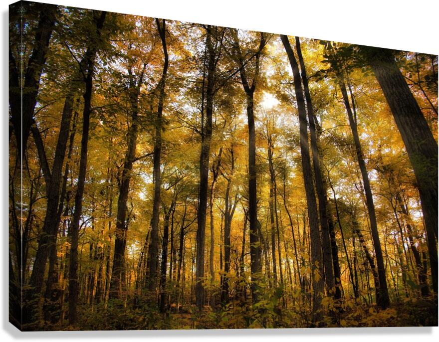 They call her Amber  Canvas Print