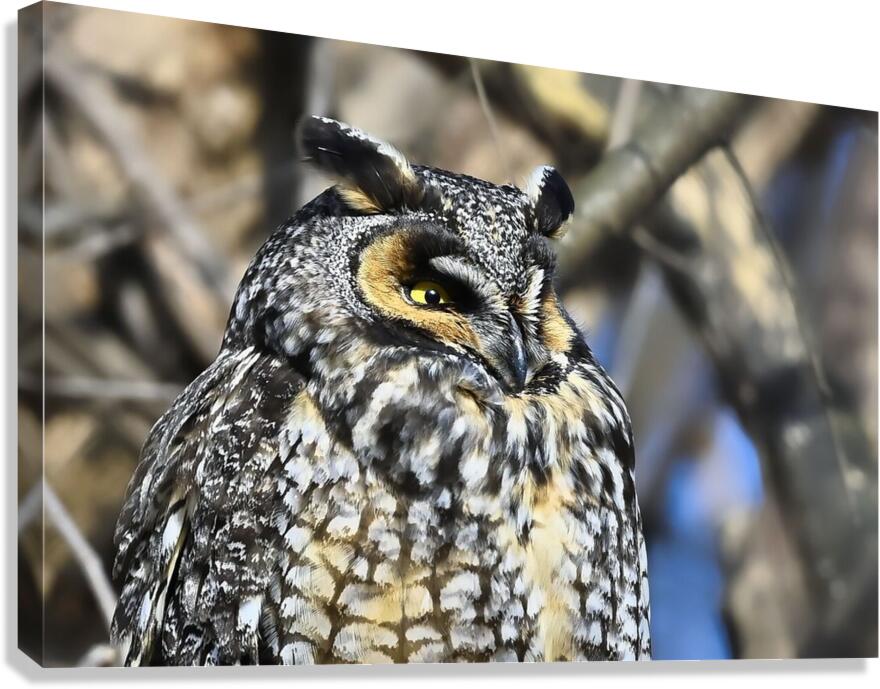 Concentration  Canvas Print