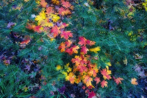 Bear Wallow Colors 10 2021 by Eduardo Palazuelos