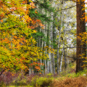 Bear Wallow Fall Small view by Eduardo Palazuelos