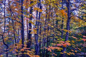 Bear Wallow Fall Tapestry 10 2021 by Eduardo Palazuelos