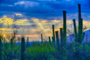 Sabino Canyon Sunrays Tucson Arizona by Eduardo Palazuelos