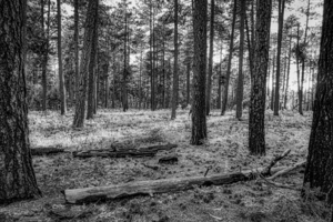 Ponderosa Pines B&W by Eduardo Palazuelos