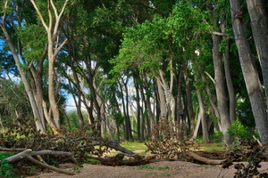 Oak Tree Canyon Arboleda by Eduardo Palazuelos