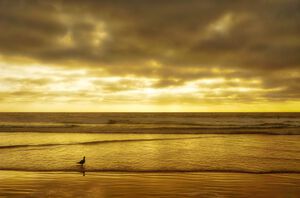 Lone Bird in La Jolla copy by Eduardo Palazuelos