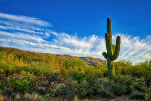Saguaro Cactus Sonoran Desert near Tucson Arizona by Eduardo Palazuelos