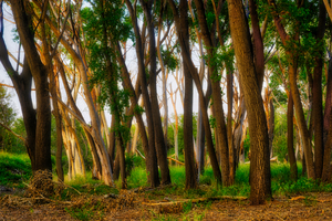 Oak Tree Canyon by Eduardo Palazuelos