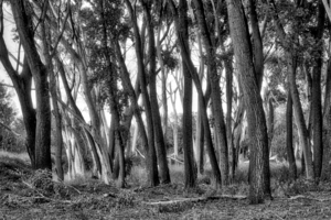 Oak Tree Canyon B&W by Eduardo Palazuelos