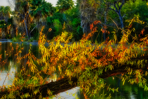 Fall in Agua Caliente Park by Eduardo Palazuelos