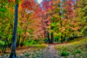 Bear Wallow in the Fall by Eduardo Palazuelos