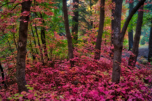 Fall in Bear Wallow by Eduardo Palazuelos