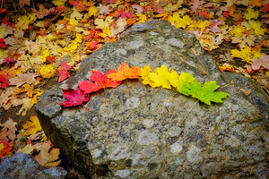 Leafs at An Exhibition by Eduardo Palazuelos