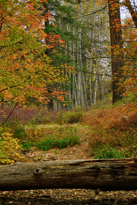  Bear Wallow Fall Tall view by Eduardo Palazuelos