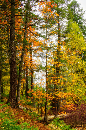 Bear Wallow Tall Trees in the Fall by Eduardo Palazuelos