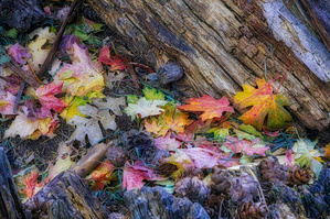 Dry Leaves collection by Eduardo Palazuelos