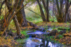 Oak Tree Canyon by Eduardo Palazuelos