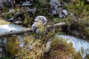 Oeuvres de la nature