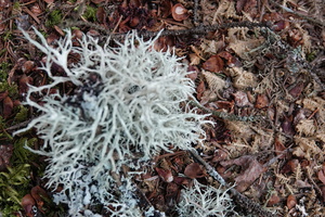 Coraux et coquillage des bois