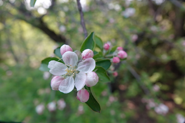 Fleurs de pommes Print