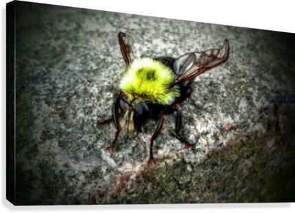 The Golden Bumble Bee. Canvas Print