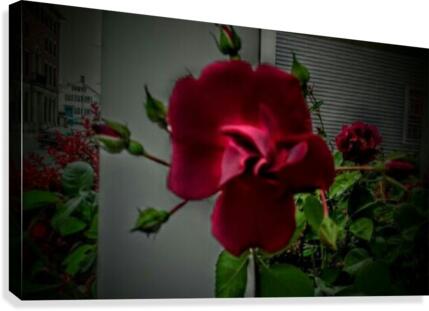 Deep Dark Within Red Point Rose. Canvas Print