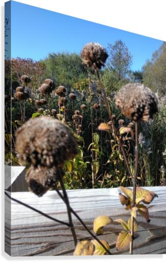 Brown Dried Zone. Canvas Print