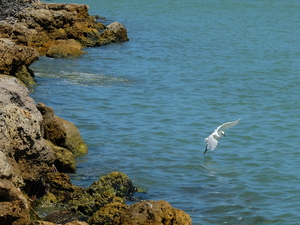 Bird 12