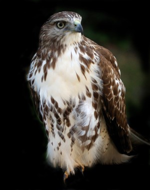 Hawk 01_00011 Print