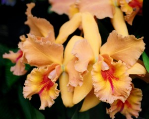 Orchid_00002
