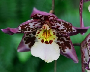 Orchid_00003