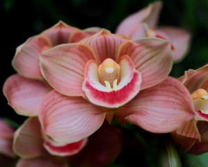 Orchid_00004