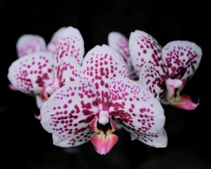 Orchid_00006