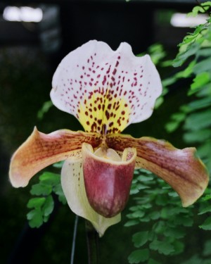 Orchid_00008