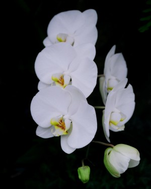 Orchid_00009