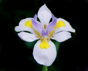 Orchid_00010
