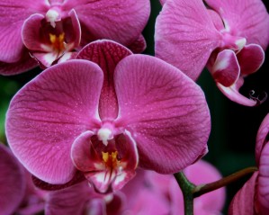 Orchid_00011