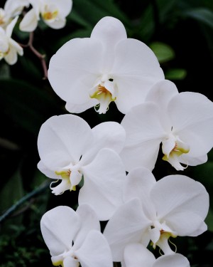 Orchid_00012