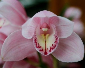 Orchid_00013