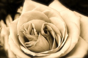 Rose02_00002