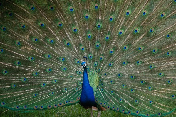Peacock  Print