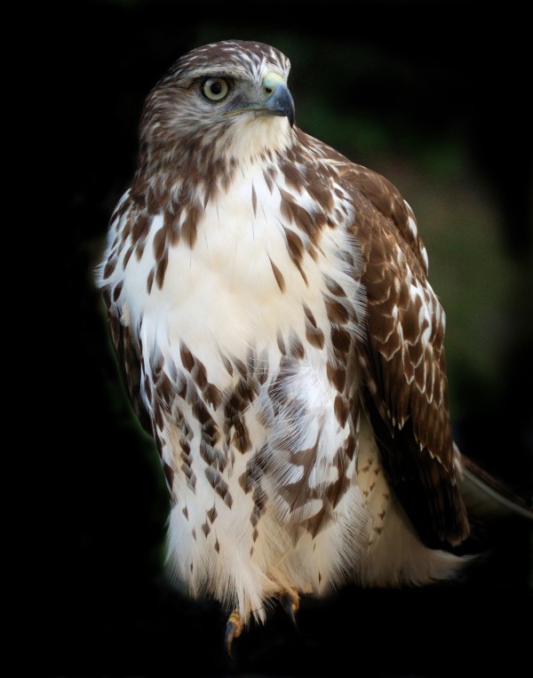 Hawk 01_00011 Print
