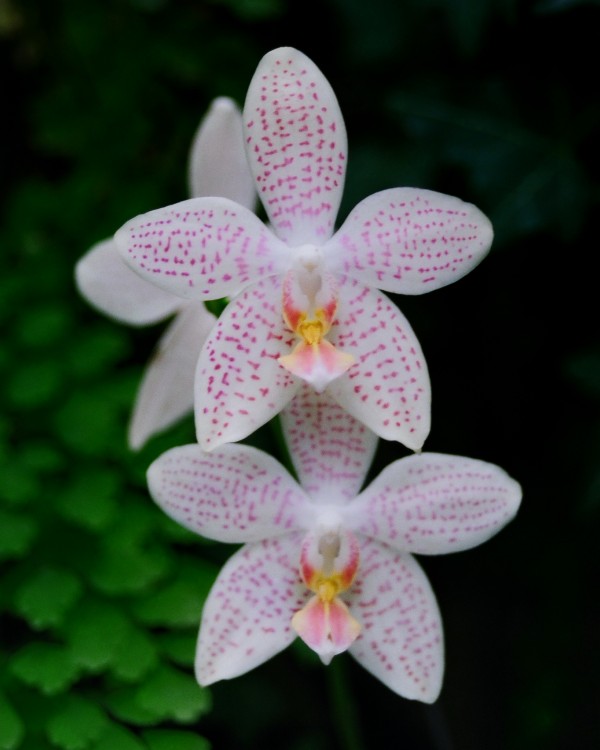 Orchid_00007 Print