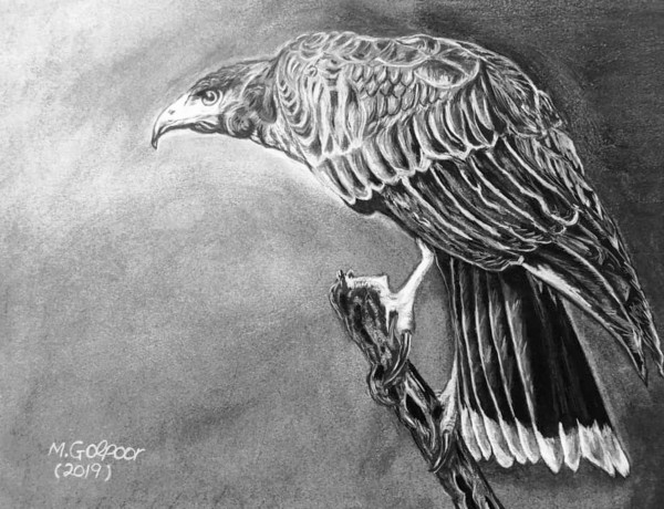 Harris’s Hawk  Print