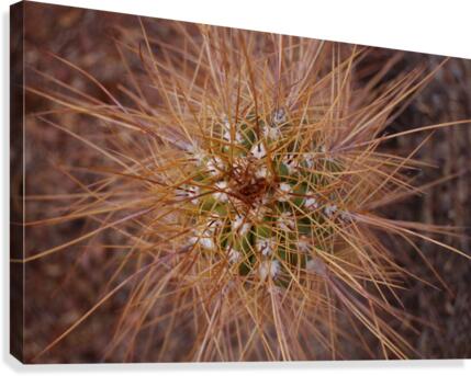 Abs 08_00007 Canvas Print