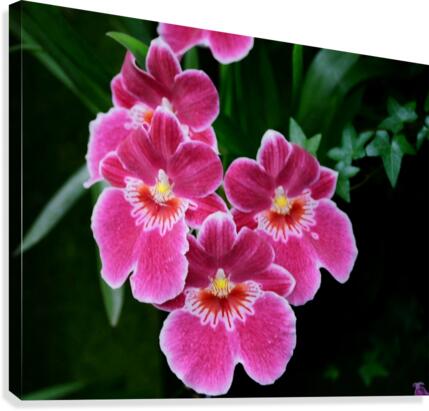 Orch05_00005 Canvas Print