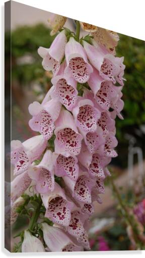 Flower Mix 13 Canvas Print