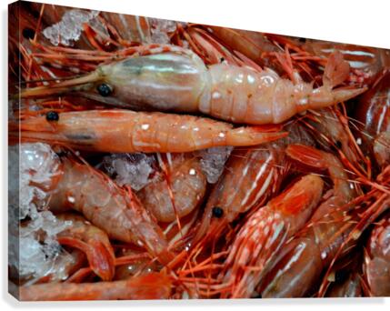 Shrimp  Canvas Print