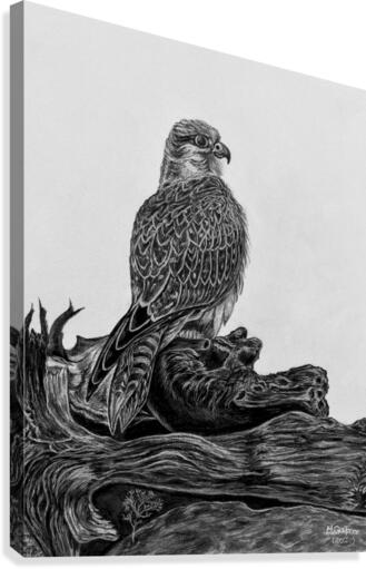 Gyrfalcon Canvas Print