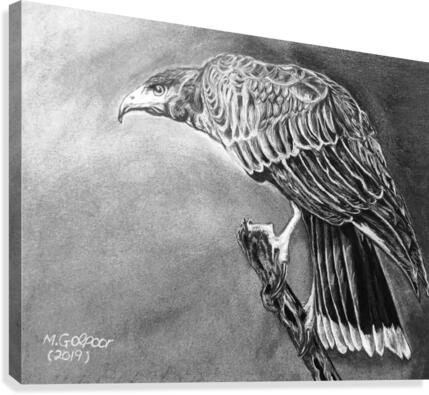 Harris’s Hawk  Canvas Print