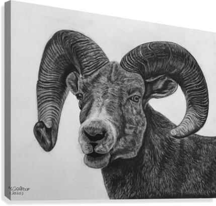 Hornes  Canvas Print